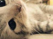 recherche chaton idéal