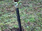 Crataegus pedicellata