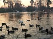 Fonds d'écran Février 2012 (avec sans calendrier)