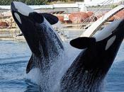 orques esclaves SeaWorld