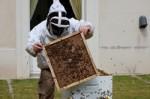 Pétition contre L'OGM Mon810 dans notre miel