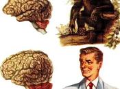Comparaison cerveaux homme singe