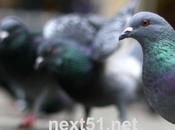 ''pigeons'' d'Orange deviennent voyageurs...