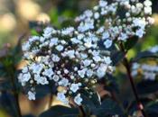 Viburnum tinus, sont fruits