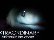 Dans l'oeuf, dans ventre