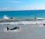 Sauvetage d'une trentaine dauphins échoués plage