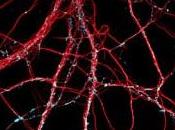 ALZHEIMER: anticorps spécifiques protègent connexions neurones Journal Neuroscience