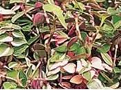 Bouturer Callisia Repens