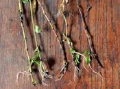 Rau-ram, boutures l'eau