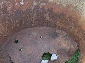 Comment planter rhubarbe dans bassine zinc