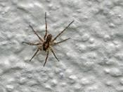 petite araignée loup chasseresse jardin...