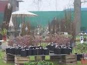 Retour Fête Plantes Locon 2012