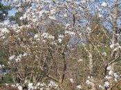 Magnolia 'Ballerina'