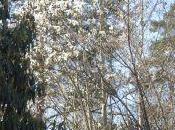 Magnolia 'Wada's Memory'