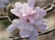 Magnolia stellata, version rose