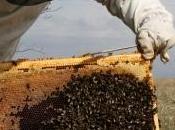 Déclin abeilles pesticide Cruiser cause
