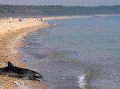 dauphins trouvés morts Pérou