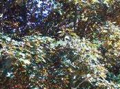 Acer pseudoplatanus, surprise