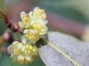 Laurus nobilis, fleurs mâle