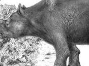 Australie: mégafaune aurait disparu cause chasseurs climat