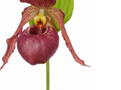 Nouveau l'orchidée jardin