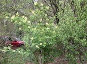 sureaux grappes rouges