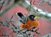 Merle d'Amérique...