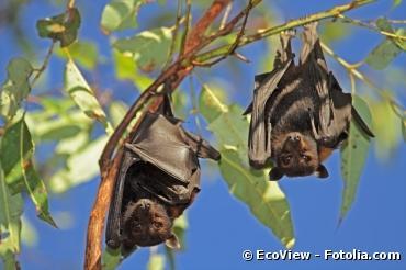 Agriculture : des chauves-souris pour remplacer les pesticides ?