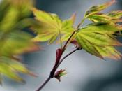 Acer micranthum