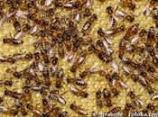 pesticides font mourir abeilles désorientation