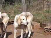 Sauvetage Fondation Millions d'Amis recueille chiens.