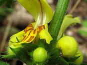 Lamier jaune, Orchis mâle Parisette