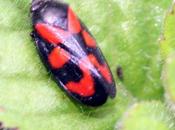 Cercopis vulnerata