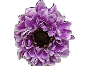 fleur mystère réponse