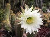 science cactus