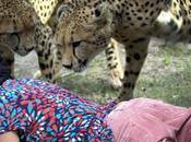 femme attaquée guépards, mari prend photos