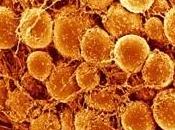 OBÉSITÉ: Transformer adipocytes blancs bruns pour brûler graisses Nature Medicine