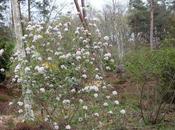 Viburnum carlesii 'Aurora'