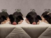 Gastronomie artistique chinoise