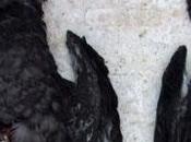 Chili 2000 oiseaux morts plage