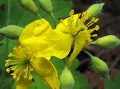 jaune Chélidoine, Épervière Vulnéraire