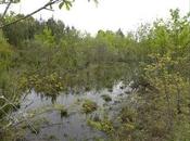 Conservons Matoucat Zones Humides