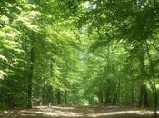 Comme sève dans arbres...