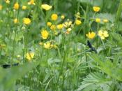 Calopteryx splendens