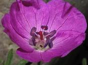 Rouge Géranium, Trèfle Vesce