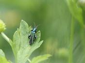 Oedemera nobilis, suite