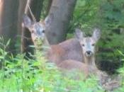 Rencontre matinale avec deux chevreuils forêt Fausses-reposes