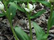 Cephalanthera damasonium longifolia