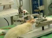 Montpellier langues délient contre l’expérimentation animale