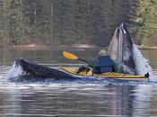 Kayak baleine